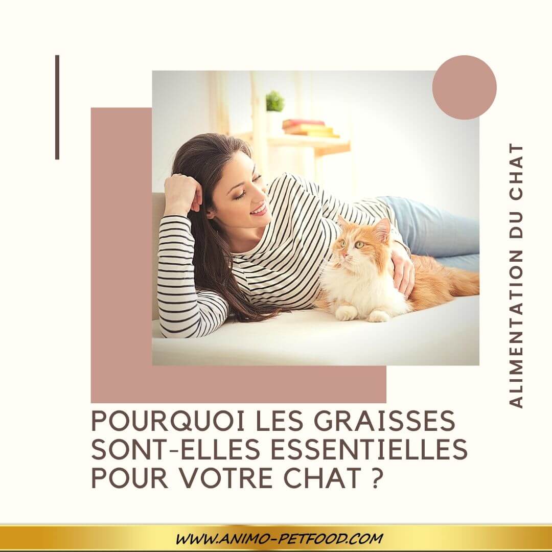 les graisses sont-elles essentielles pour votre chat ?